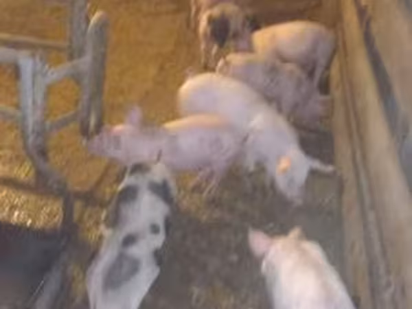 Pigs (batch, sex not specified), Pigs — Hungary