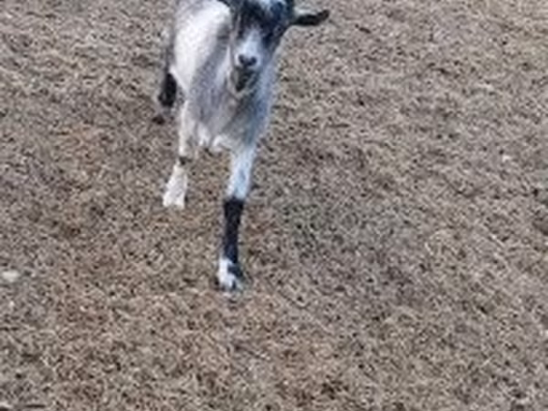 Ziegenbock, Saanen goat