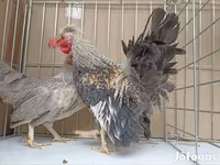 Chickens — foto 4