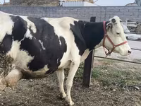 Vaca, Raça Holstein — foto 5