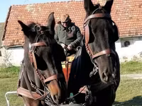 母马, Horses — 照片 2