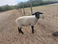 母羊, White Suffolk sheep — 照片 3