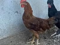 Chickens — zdjęcie 3