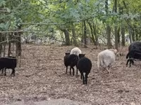 Schaf, Ouessant sheep — Foto 2