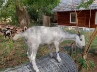 Billy Goat, Nubian Goat — photo 8