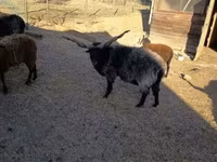 Kos, Racka sheep — 3. fotó