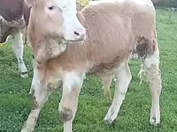 Szarvasmarha (tétel, nem megadva), Simmental cattle — 3. fotó