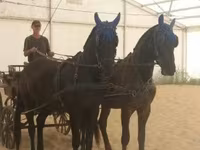 Kanca, Hungarian horse breed — 1. fotó