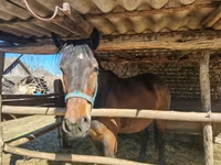 公马, Horses — 照片 6
