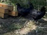 Ayam Cemani — 2. fotó