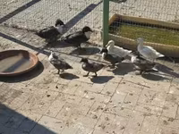 Ducks — Foto 2