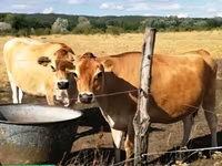 Vaca, Raza Jersey — foto 4