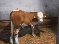 Bika, Simmental cattle — 1. fotó