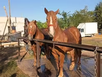Cheval, Chevaux — photo 2