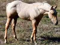 घोड़ा, Quarter Horse — फ़ोटो 5