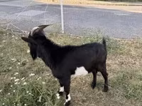 公山羊, Nigerian dwarf goats — 照片 2