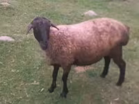 Brebis, Moutons — photo 1