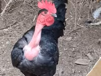 Chickens — الصورة 2