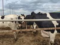 بقرة, Russian Black pied cattle — الصورة 2