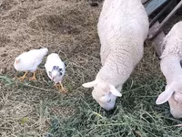 Kos, Romanov sheep — 3. fotó