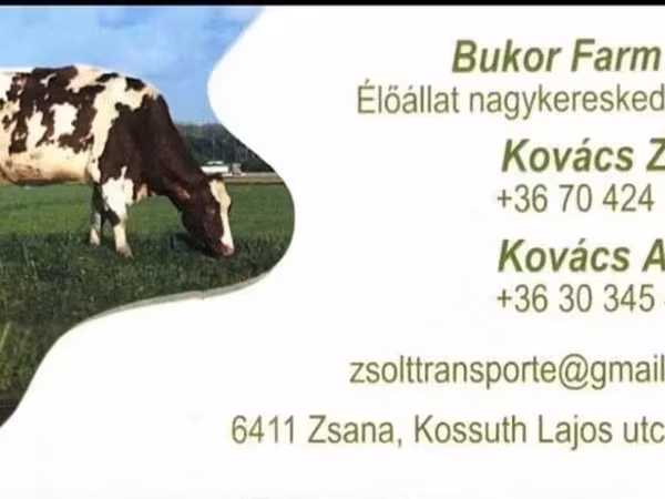 Bika, Holstein fajta — Magyarország
