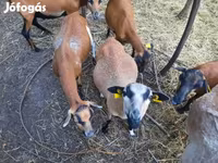Ram, Cameroon sheep — photo 2