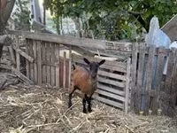 बकरी, Alpine goat — फ़ोटो 2