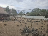 Guinea fowl — photo 6