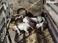 母猪, Pigs — 照片 1