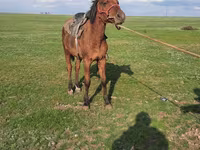 Jument, Chevaux — photo 3