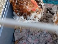 Pekin Bantam — 5. fotó