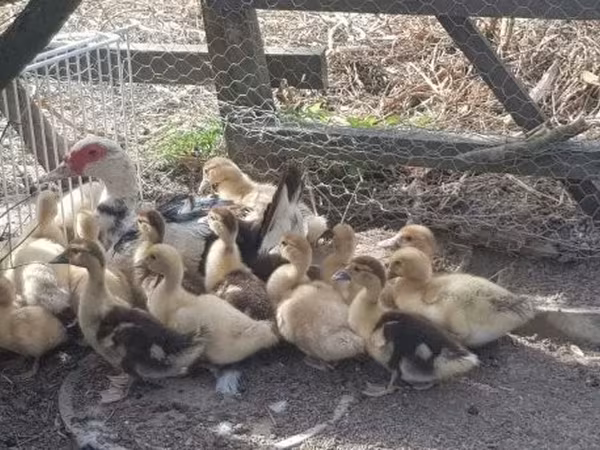 Ducks