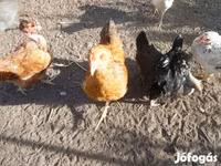 Chickens — الصورة 4
