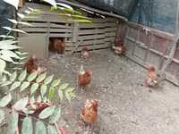 Chickens — 2-сурет