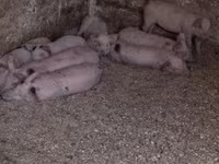 Sow, Pigs — photo 7