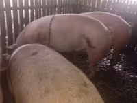 母猪, Pigs — 照片 1