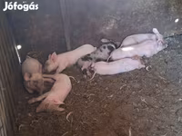 Säue, Schweine — Foto 2