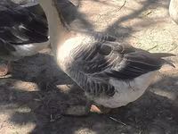Geese — photo 3