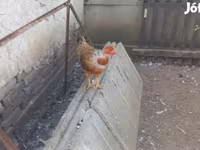 Chickens — 2. fotó