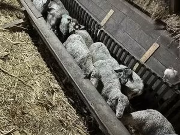 母羊, Sheep