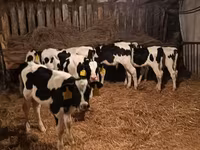 Býk, Russian Black pied cattle — foto 3