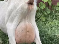 عنزة, Saanen goat — الصورة 1