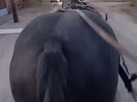 母马, Horses — 照片 3