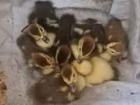 Ducks — foto 1