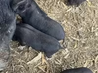 母猪, Pigs — 照片 1