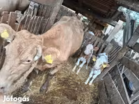 Cow, Simmental cattle — photo 2