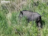 Boar, Вьетнамская вислобрюхая — photo 2