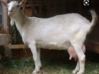 Keçi, Saanen goat — foto 3