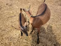 Bode, Alpine goat — foto 3