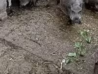 Säue, Вьетнамская вислобрюхая — Foto 1